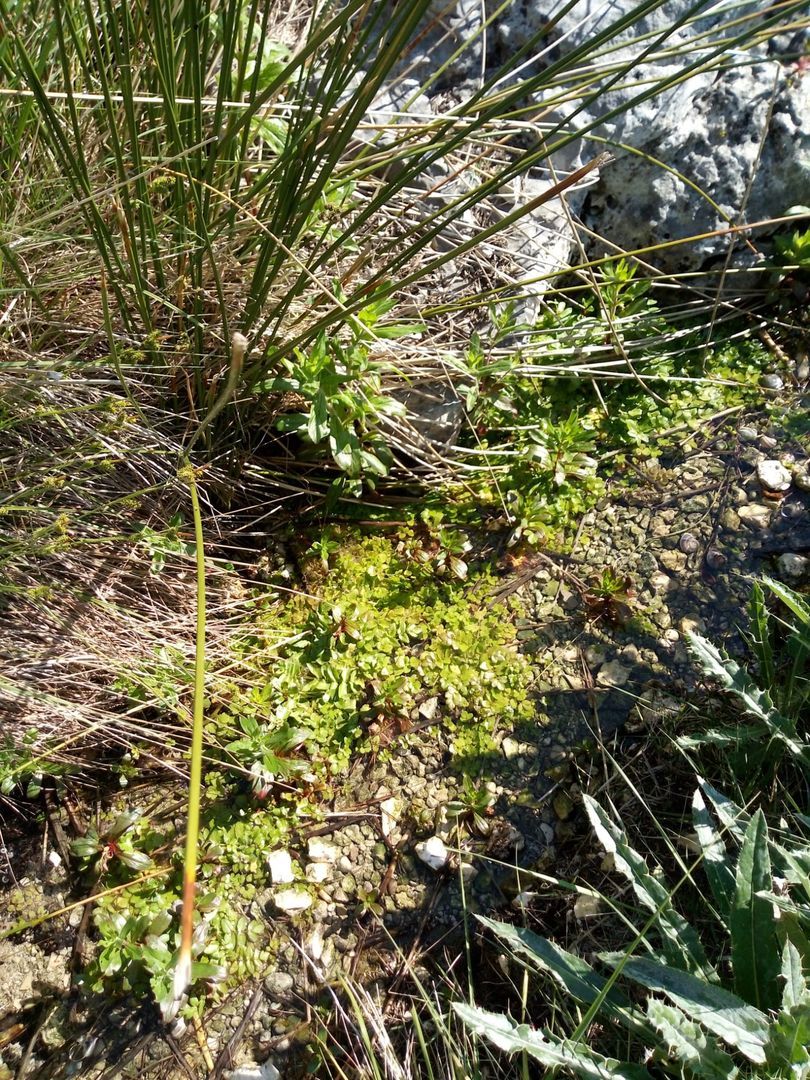 Recuperación de las Fuentes de Hontagas